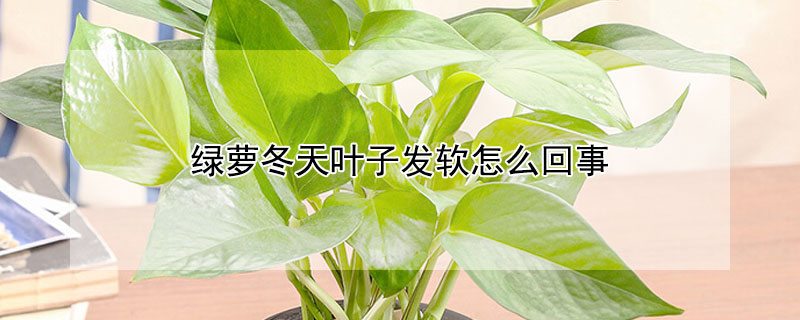 绿萝冬天叶子发软怎么回事 绿萝冬天叶子发软怎么办