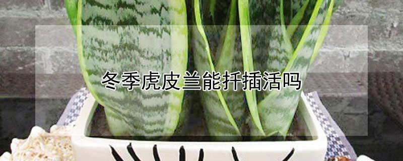 冬季虎皮兰能扦插活吗 冬季虎皮兰能扦插活吗图片