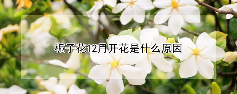 栀子花12月开花是什么原因（栀子花12月好多花苞）