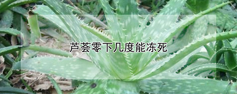 芦荟零下几度能冻死（芦荟在零下一度能活吗）