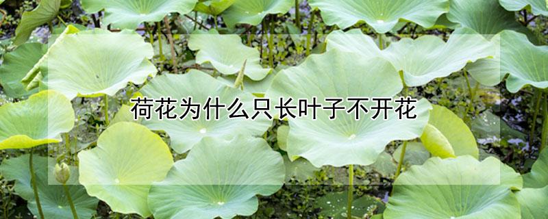 荷花为什么只长叶子不开花 荷花为什么光长叶子