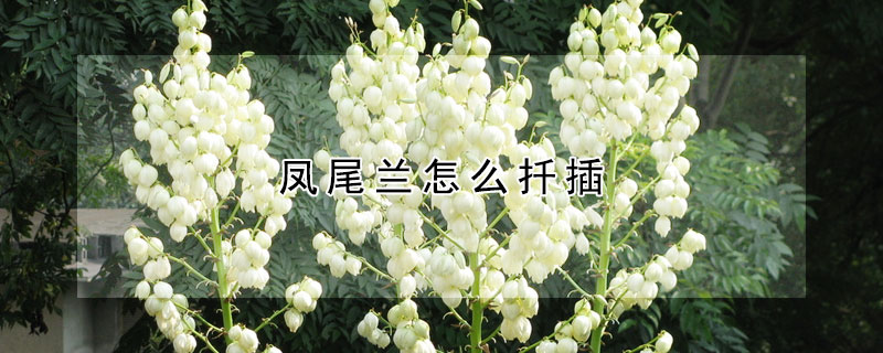 凤尾兰怎么扦插 凤尾兰扦插方法