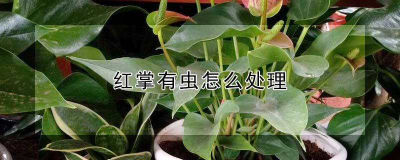 红掌有虫怎么处理 红掌有飞虫怎么处理