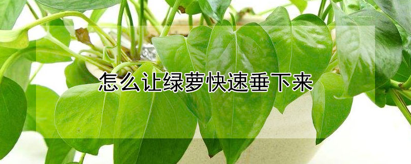 怎么让绿萝快速垂下来 怎么让绿萝快速垂下来养