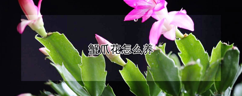 蟹爪花怎么养（蟹爪花怎么养能开花）