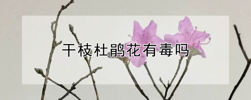 干枝杜鹃花有毒吗 干枝杜鹃有毒性吗?
