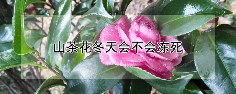 山茶花冬天会不会冻死 茶花是凶树还是吉树