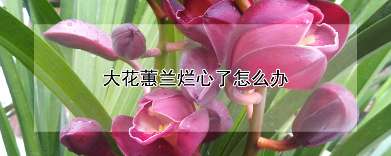 大花蕙兰烂心了怎么办 大花蕙兰烂心了怎么办呢