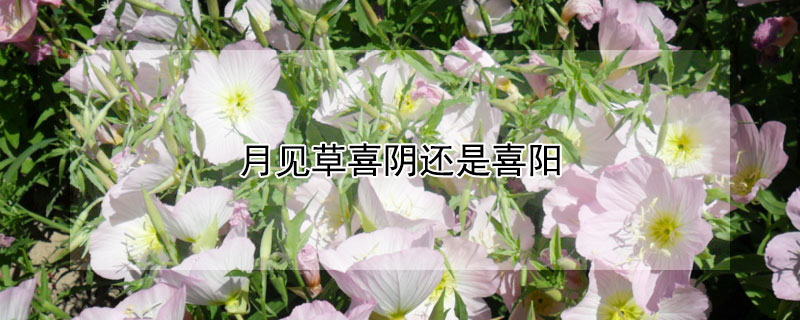 月见草喜阴还是喜阳 月见草容易种吗