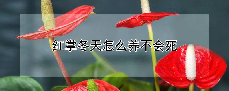 红掌冬天怎么养不会死 红掌冬天能养活吗