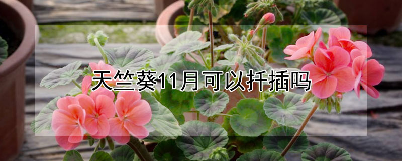 天竺葵11月可以扦插吗（天竺葵11月能修剪）