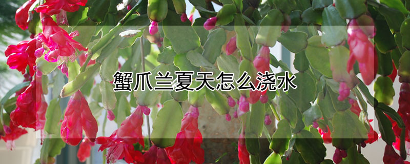 蟹爪兰夏天怎么浇水（蟹爪兰夏天怎么浇水?）