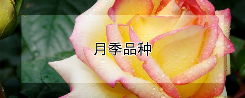 月季品种（月季品种介绍大全 十大经典）