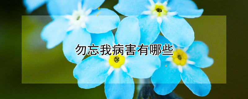 勿忘我病害有哪些 勿忘我病虫害有哪些