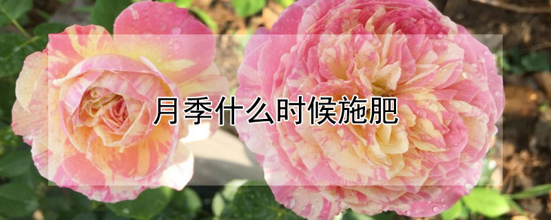 月季什么时候施肥 月季什么时候施肥合适