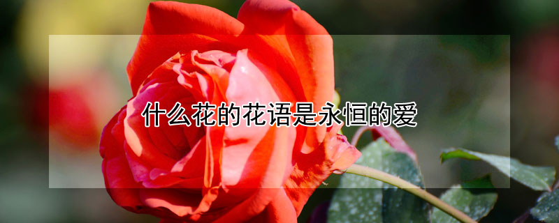 什么花的花语是永恒的爱 什么花的花语是永恒的爱与约定