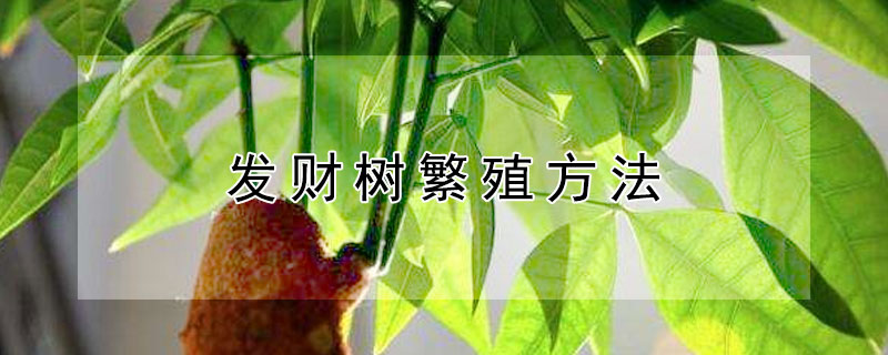 发财树繁殖方法 发财树繁殖方法介绍