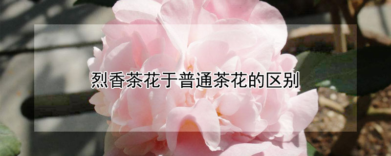 烈香茶花于普通茶花的区别（烈香茶花养殖方法）