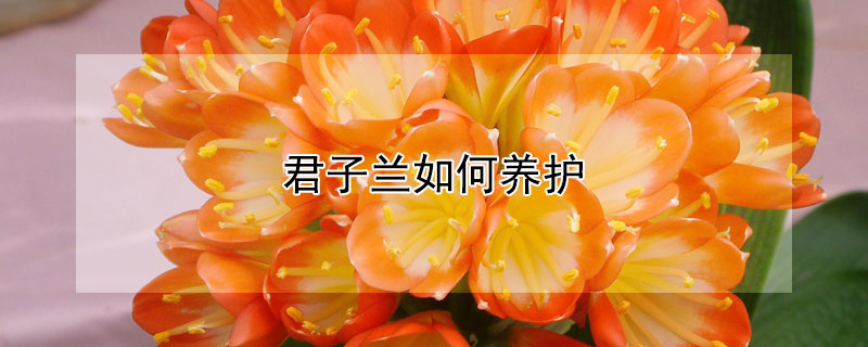 君子兰如何养护（君子兰如何养护才能开花）