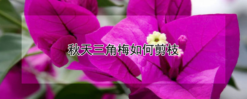 秋天三角梅如何剪枝（秋天三角梅如何剪枝图解）