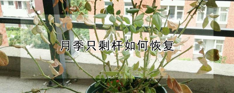 月季只剩杆如何恢复（月季只剩杆如何恢复枝条）