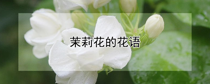 茉莉花的花语（茉莉花的花语文案）