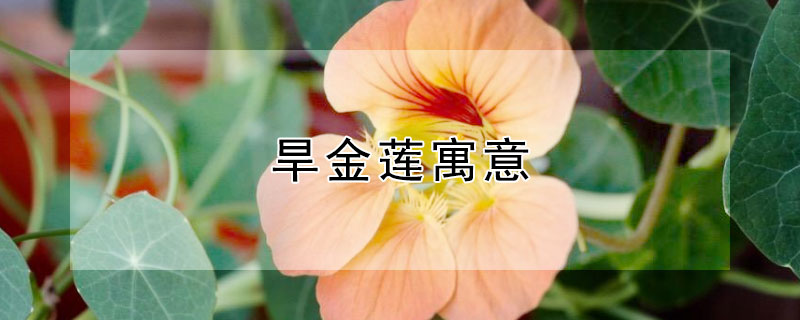 旱金莲寓意（旱金莲植物）