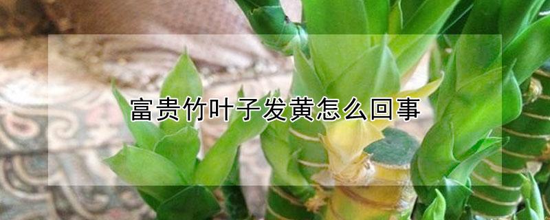 富贵竹叶子发黄怎么回事（刚买的富贵竹叶子发黄怎么回事）