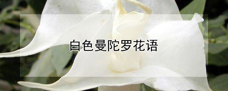 白色曼陀罗花语（白色曼陀罗花语 复仇）