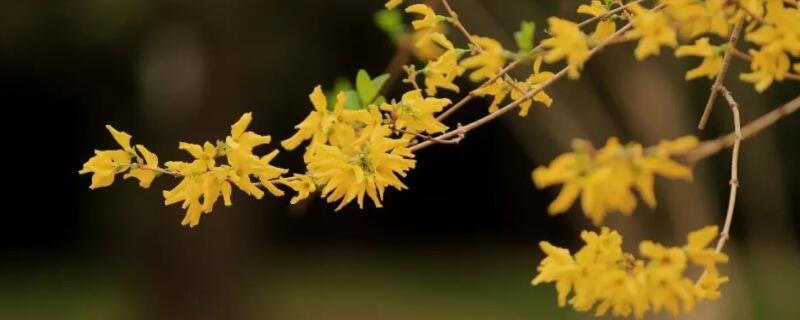 金钟花的花语 金钟花的花语是什么