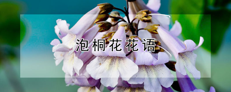 泡桐花花语（泡桐的花）