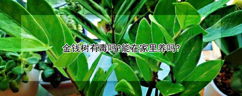 金钱树有毒吗?能在家里养吗? 金钱树有毒吗?能在家里养吗视频