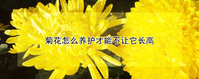 菊花怎么养护才能不让它长高（菊花怎么养才不会长太高）