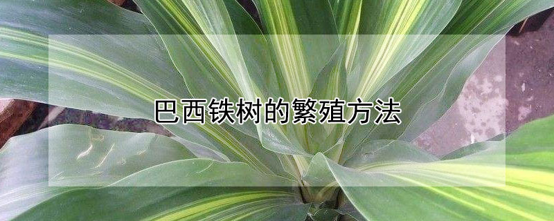 巴西铁树的繁殖方法（巴西铁树的繁殖方法图解）