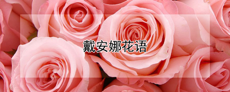 戴安娜花语（戴安娜花语与寓意是什么）