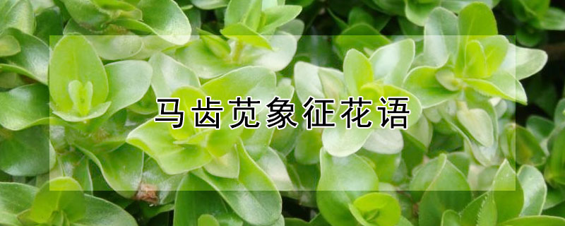 马齿苋象征花语 马齿苋 花语