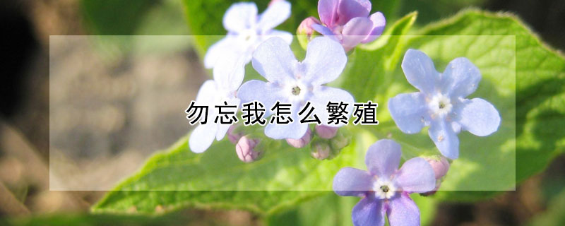 勿忘我怎么繁殖（勿忘我怎样养）