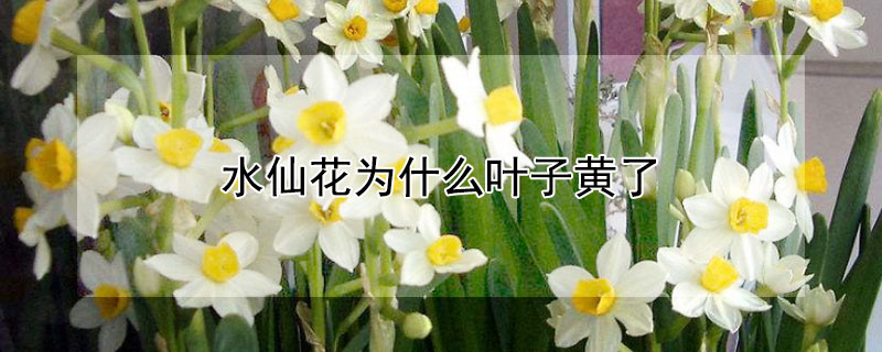 水仙花为什么叶子黄了（水仙花为什么叶子发黄）