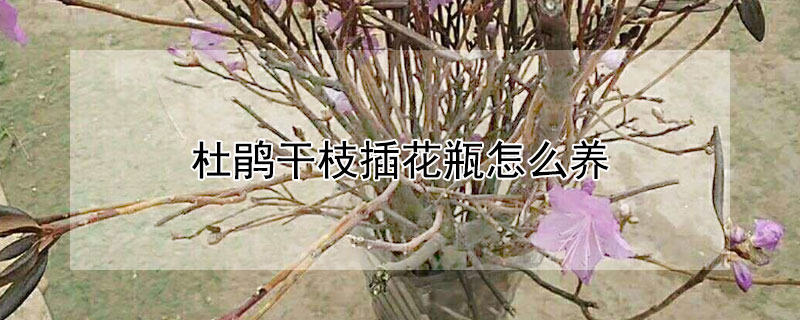 杜鹃干枝插花瓶怎么养（杜鹃花干枝插水真能开花吗）