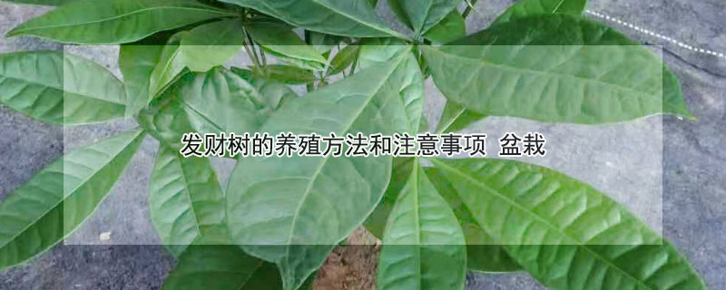 发财树的养殖方法和注意事项（发财树的养殖方法和注意事项 盆栽）