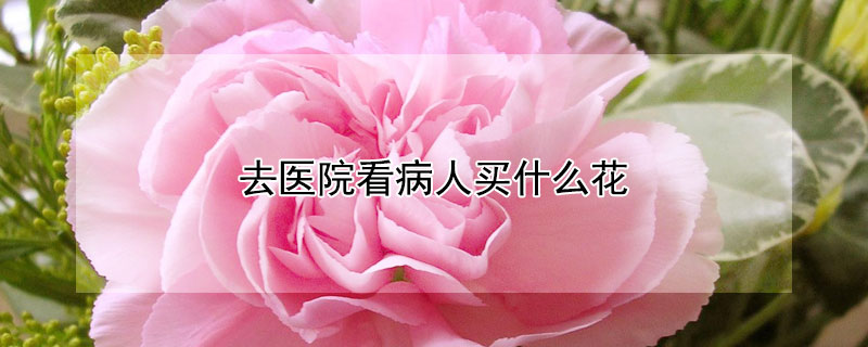 去医院看病人买什么花 看病人买啥花比较好