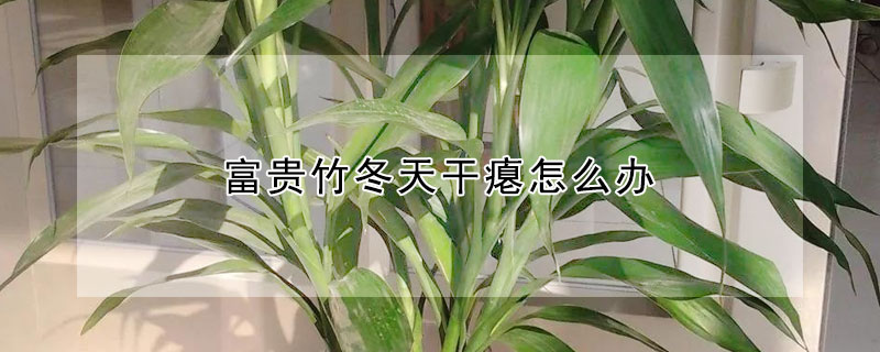 富贵竹冬天干瘪怎么办 富贵竹冬天发干枯萎了怎么办