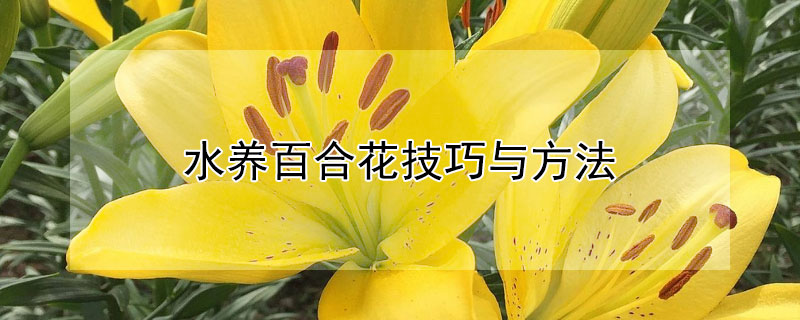 水养百合花技巧与方法 水插百合花怎么水养更长久