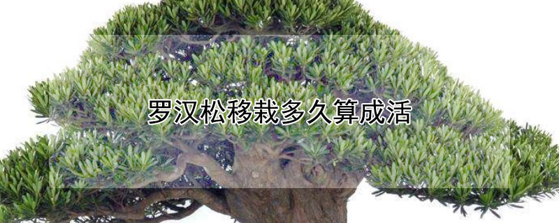 罗汉松移栽多久算成活 罗汉松移栽多久算成活率高