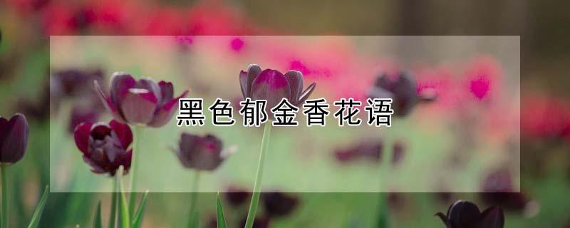 黑色郁金香花语 黑色郁金香花语和寓意是什么