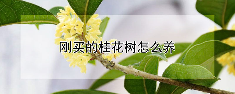 刚买的桂花树怎么养 刚买的桂花树怎么养好