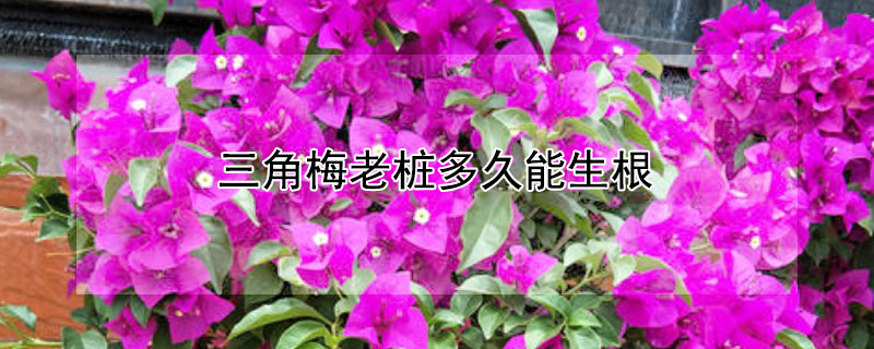 三角梅老桩多久能生根（三角梅老桩多久能生根成活）