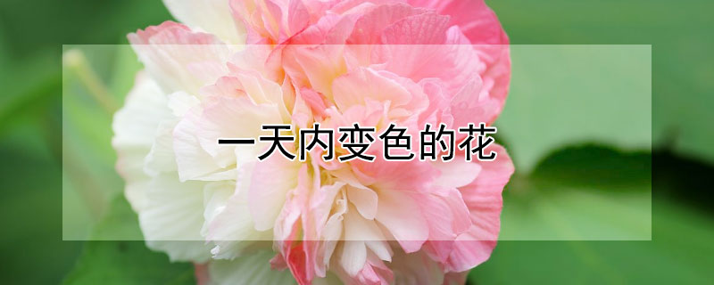 一天内变色的花 一天内变色的花叫什么