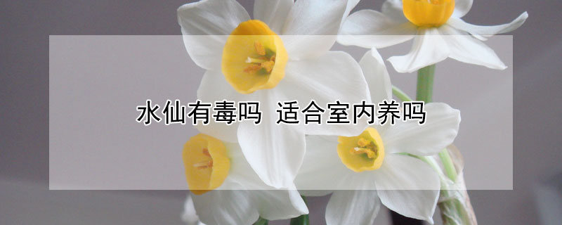 水仙有毒吗 水仙有毒吗?