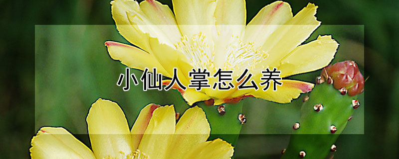 小仙人掌怎么养（小仙人掌怎么养护）